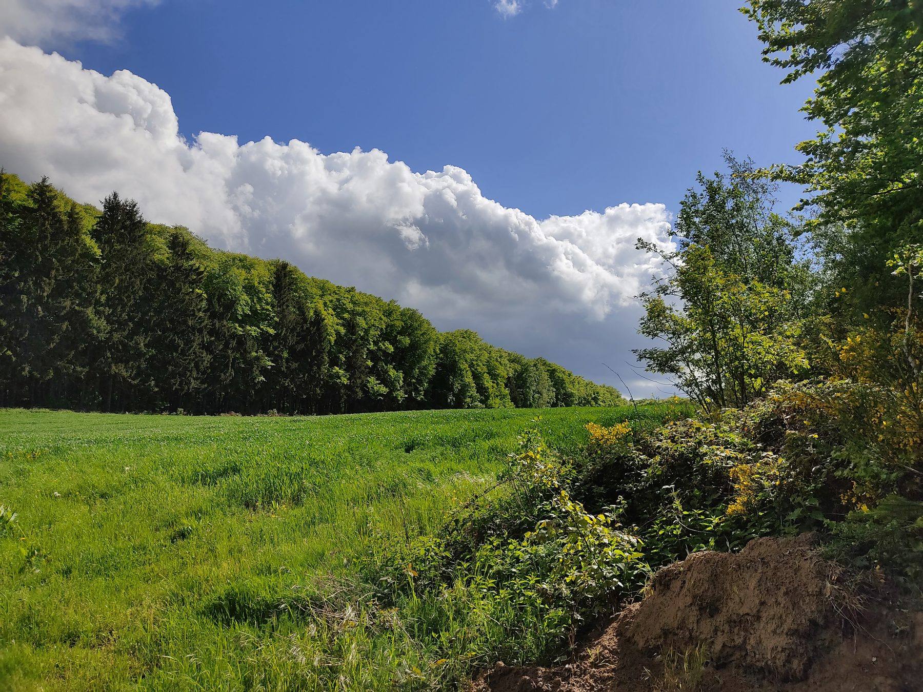 Weites grünes Feld am Waldrand