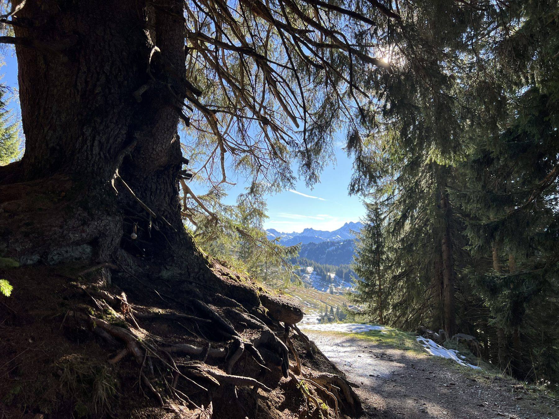 Waldpfad in den Bergen