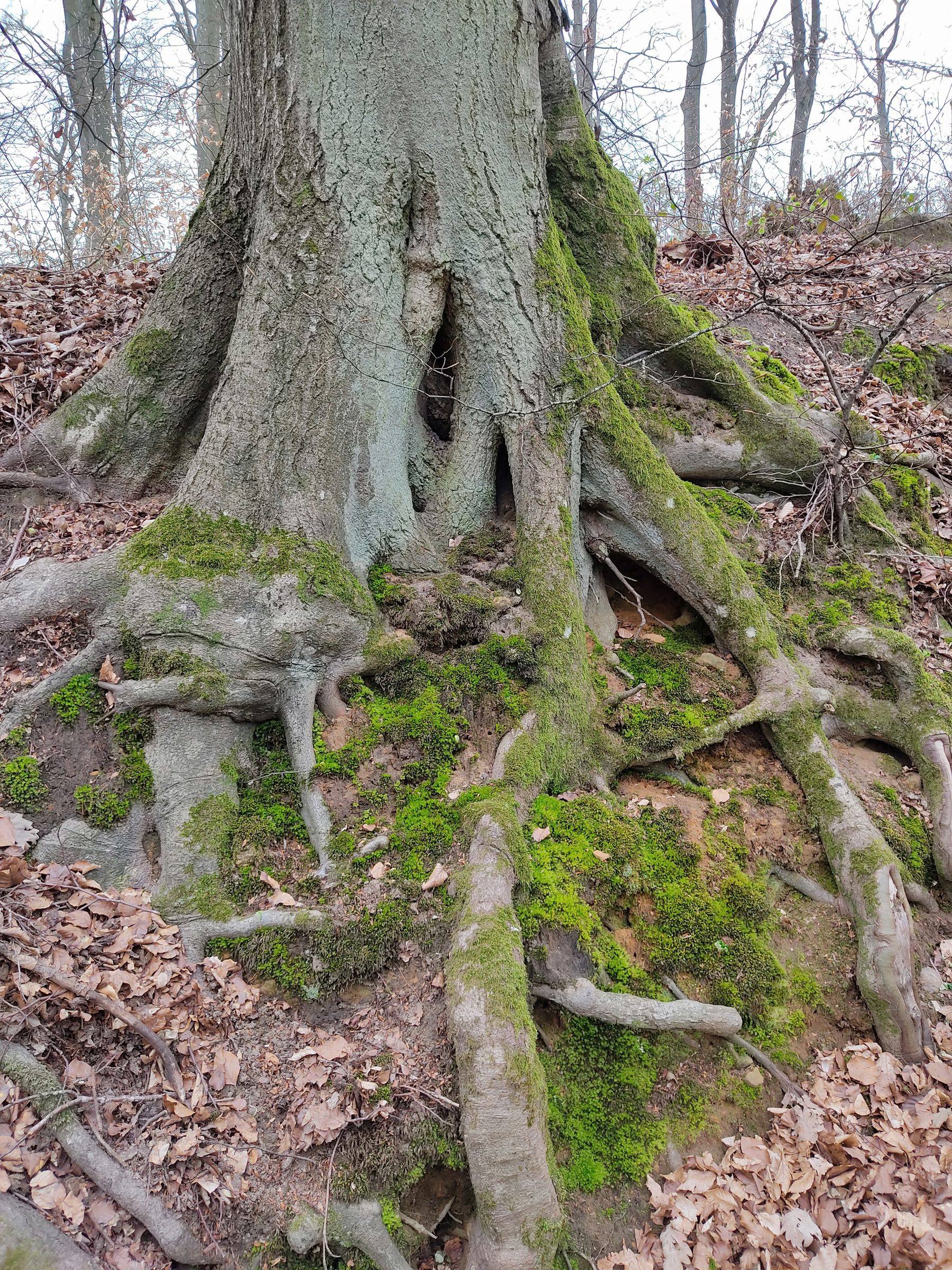 Bemooste Baumwurzeln im Wald